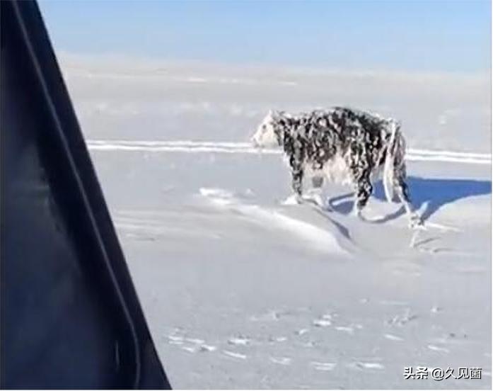 哈萨克斯坦冻死的牛,哈萨克斯坦动物被冻成冰雕