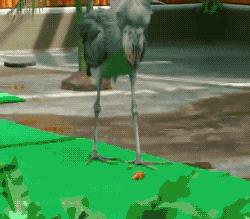 鲸头鹳看上去呆傻又蠢萌，实际上它连鳄鱼都吃，龟壳都能消化掉