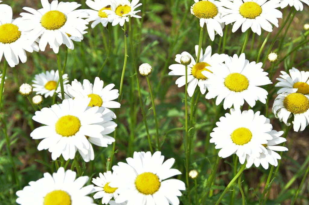 适合养在卧室的灵草,薄荷草适合在卧室内养会影响睡眠