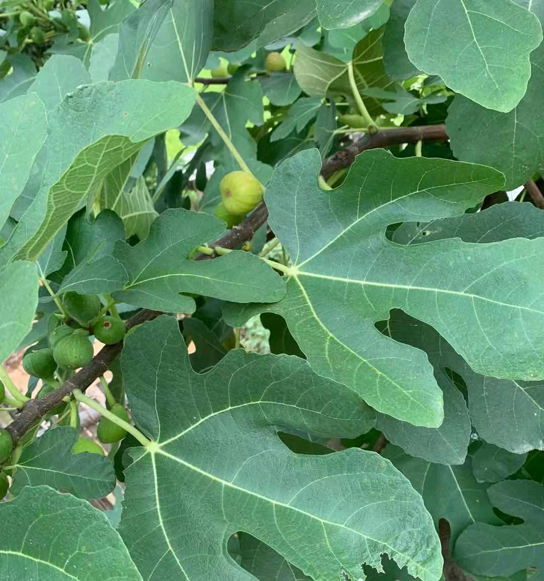 无花果盆栽种植方法和技巧,无花果盆栽种植方法