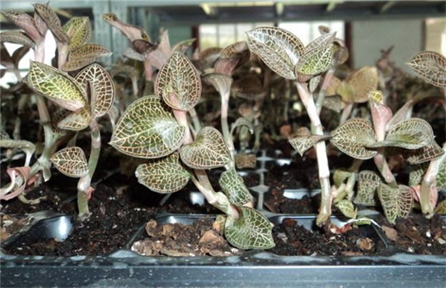 金线莲盆栽如何种植,金线莲种植技术视频