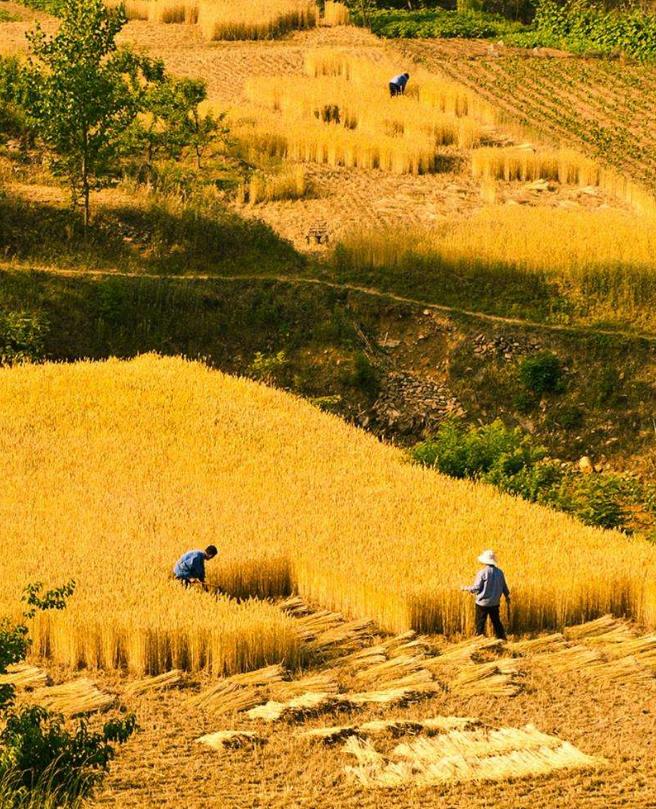 诗歌的收获,有关收麦子的古诗词有哪些