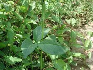 玉米地里的杂草是什么,玉米田间杂草有多少种