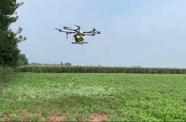 艾草乡土产业发展基本情况,艾草托起绿色致富梦