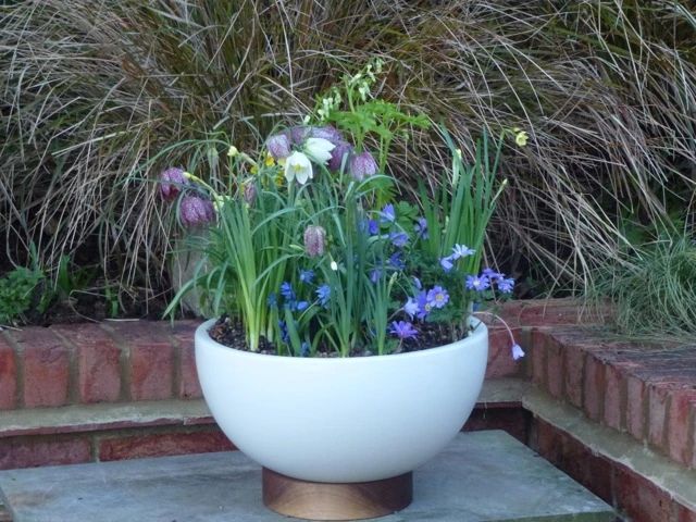 100种耐寒花卉盆栽,10种超好养又好看的花