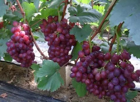 葡萄新梢叶柄发红怎么了,叶柄红色的葡萄