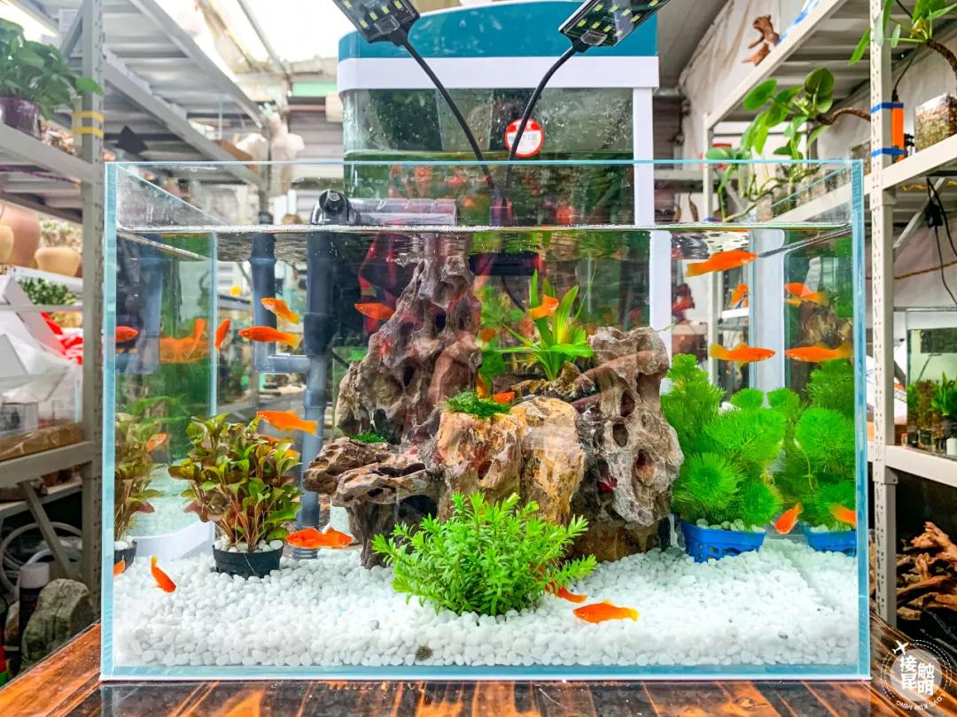 昆明鲜花进货渠道,昆明尚义花市