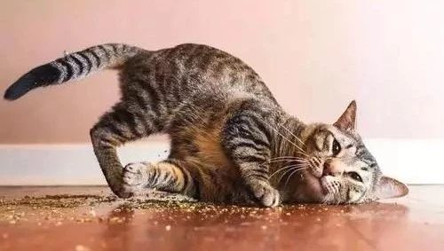 新到家猫咪需要做什么体检,猫咪到家第一夜铲屎官怎么做