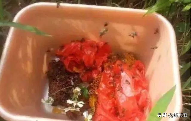 怎么把糖浆放在蜂桶里喂蜜蜂,蜜蜂会不会在蜂箱附近采蜜