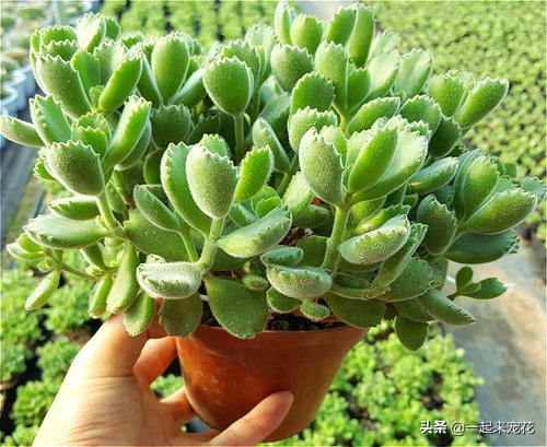 熊童子浇了水叶子干瘪怎么办,熊童子叶片干瘪变软怎么回事