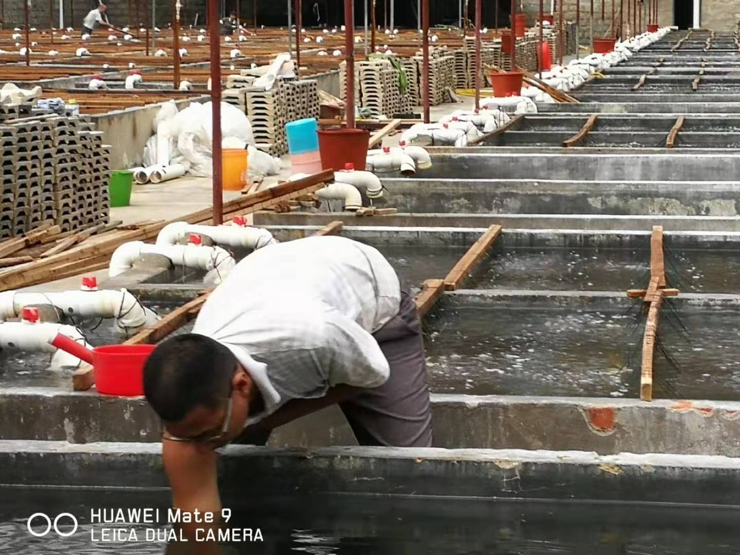 辽参新突破:从大连到福州的“北苗南养”工程由这个单位领衔实施