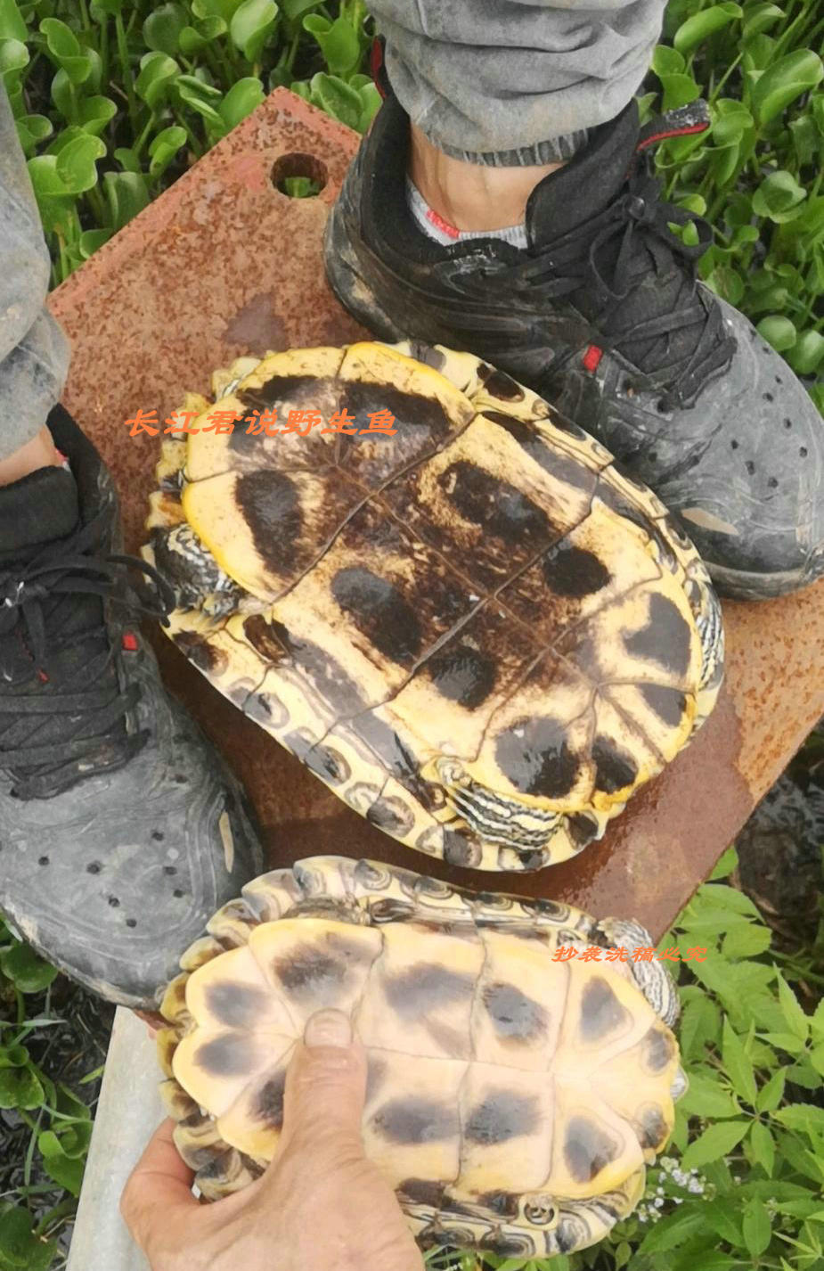 广州小水沟里的巴西龟泛滥,巴西龟泛滥成灾视频