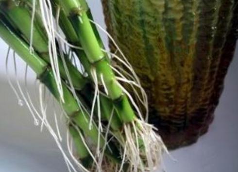 富贵竹长得又细又高怎么修剪,富贵竹长得太细太高怎么剪