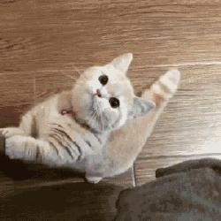 怎样判断铲屎官好坏,铲屎官的鉴定方法视频