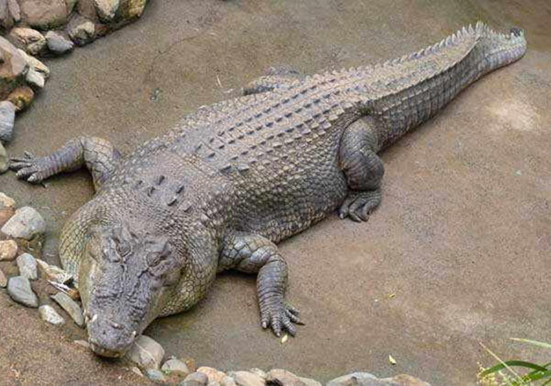 鳄类养殖技术,鳄龟养殖注意事项视频大全