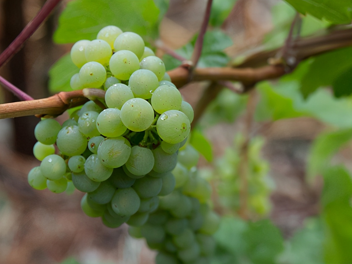 雷司令属于哪种葡萄酒,德国雷司令白葡萄酒六个甜度等级