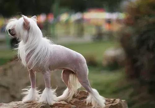 有什么品种狗狗既长不大又不掉毛,建议新手养的10种便宜狗狗不掉毛