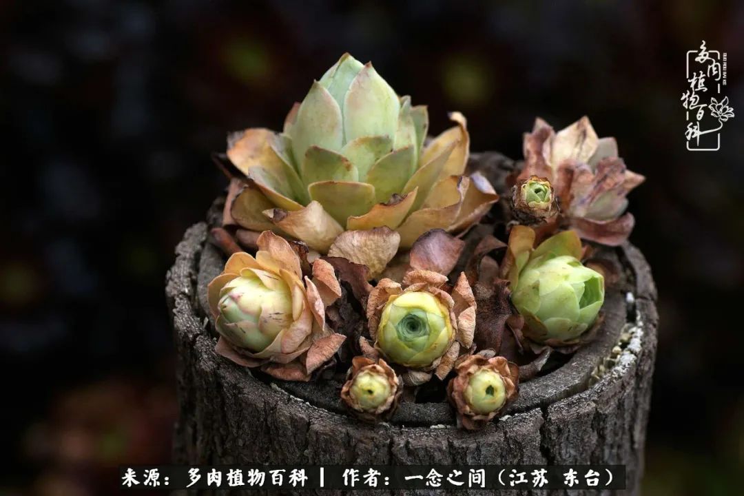 遇见花开蓝莓糖,遇见花开蔬菜沙拉酱