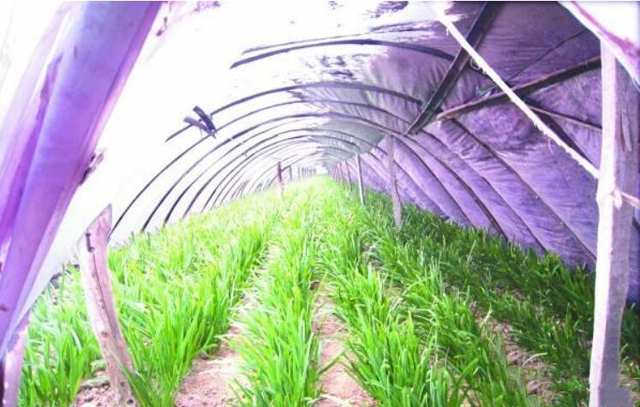 韭菜种植小妙招短视频,农村韭菜种子种植方法和技巧