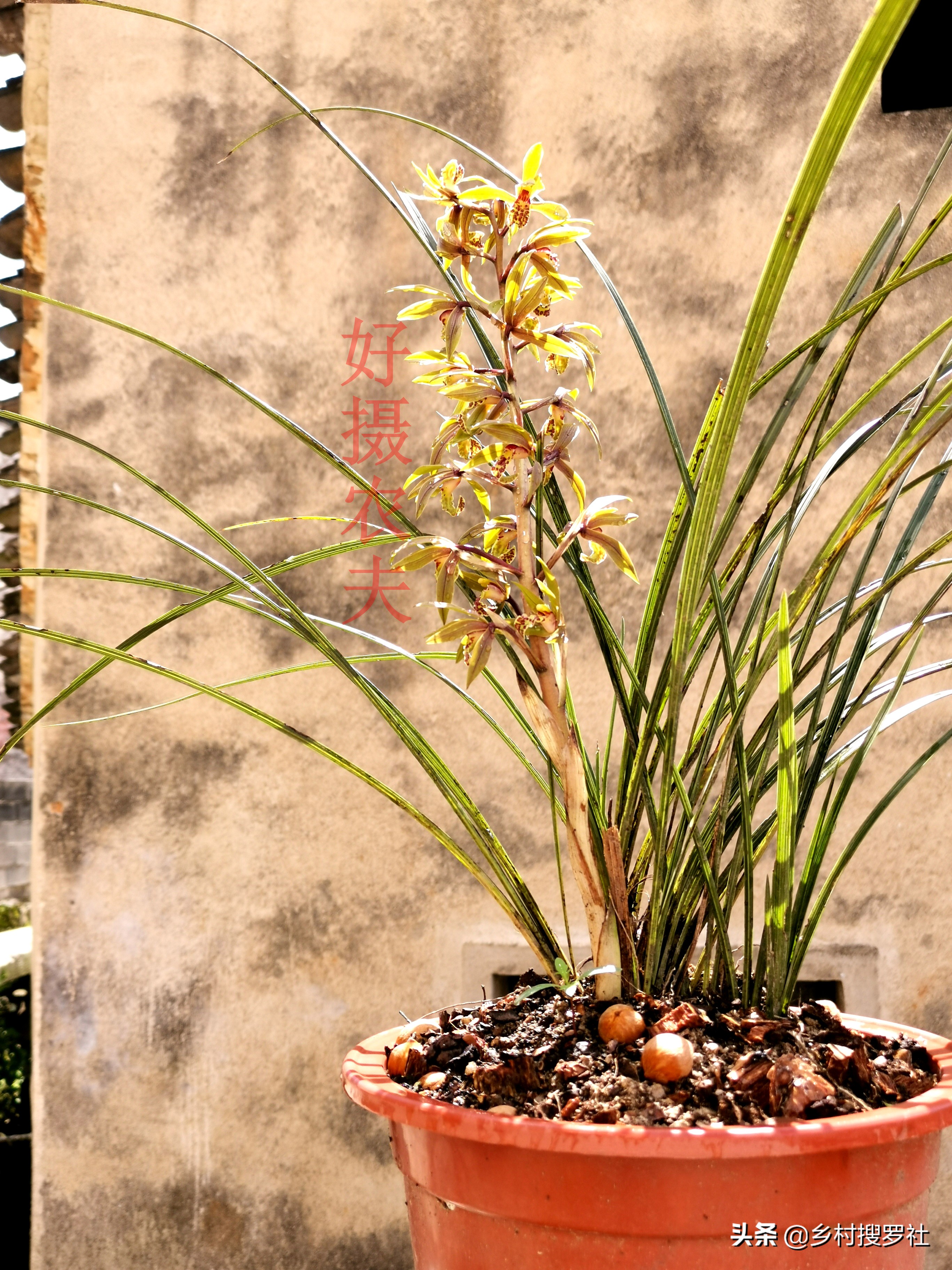 兰花新叶尖发黑是什么原因,兰花新叶片发黑怎么回事