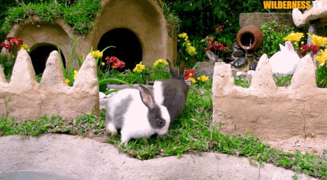 小哥哥徒手建房子,小伙为流浪狗打造温馨的城堡