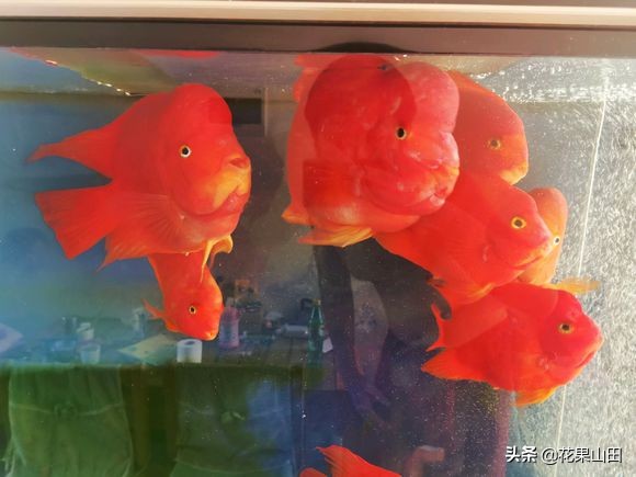 鹦鹉鱼的饲养管理方法和技巧,养鹦鹉鱼换水技巧和方法