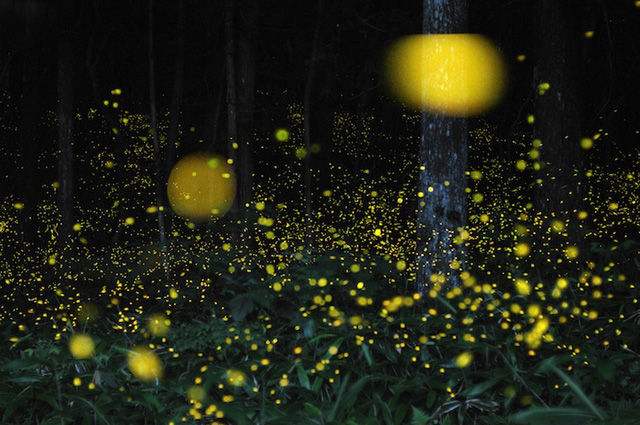 简单养殖行业萤火虫,利润高见效快,很适合小规模