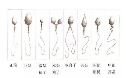 精子的微观世界,精子的世界