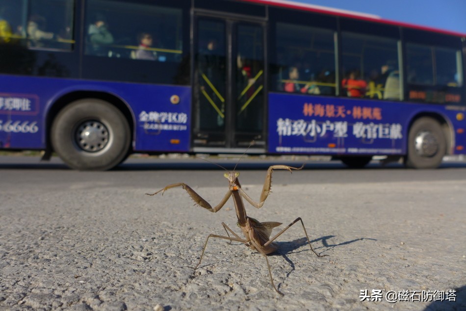 这个杀手不太冷里的人是谁,这个杀手不太冷里边的缉毒警