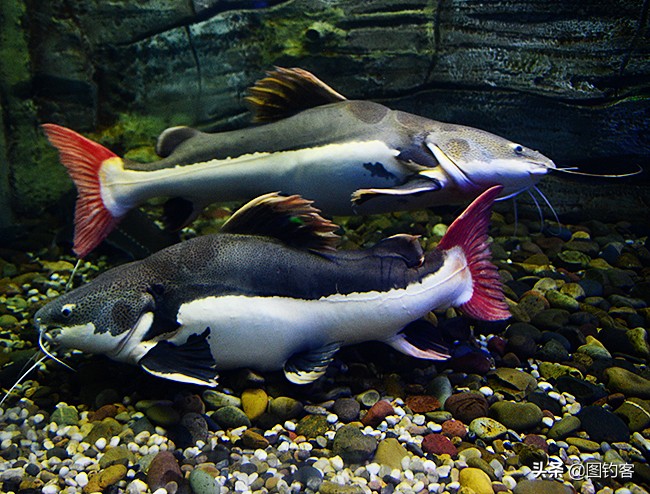 中国前十热带观赏鱼,热带观赏鱼鲤科鱼类主要有哪些鱼
