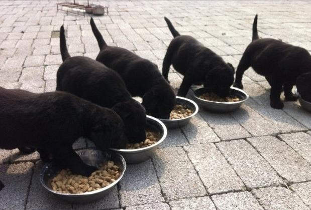 拉布拉多黑色1-12个月变化图,拉布拉多黑色幼犬怎么辨别纯不纯