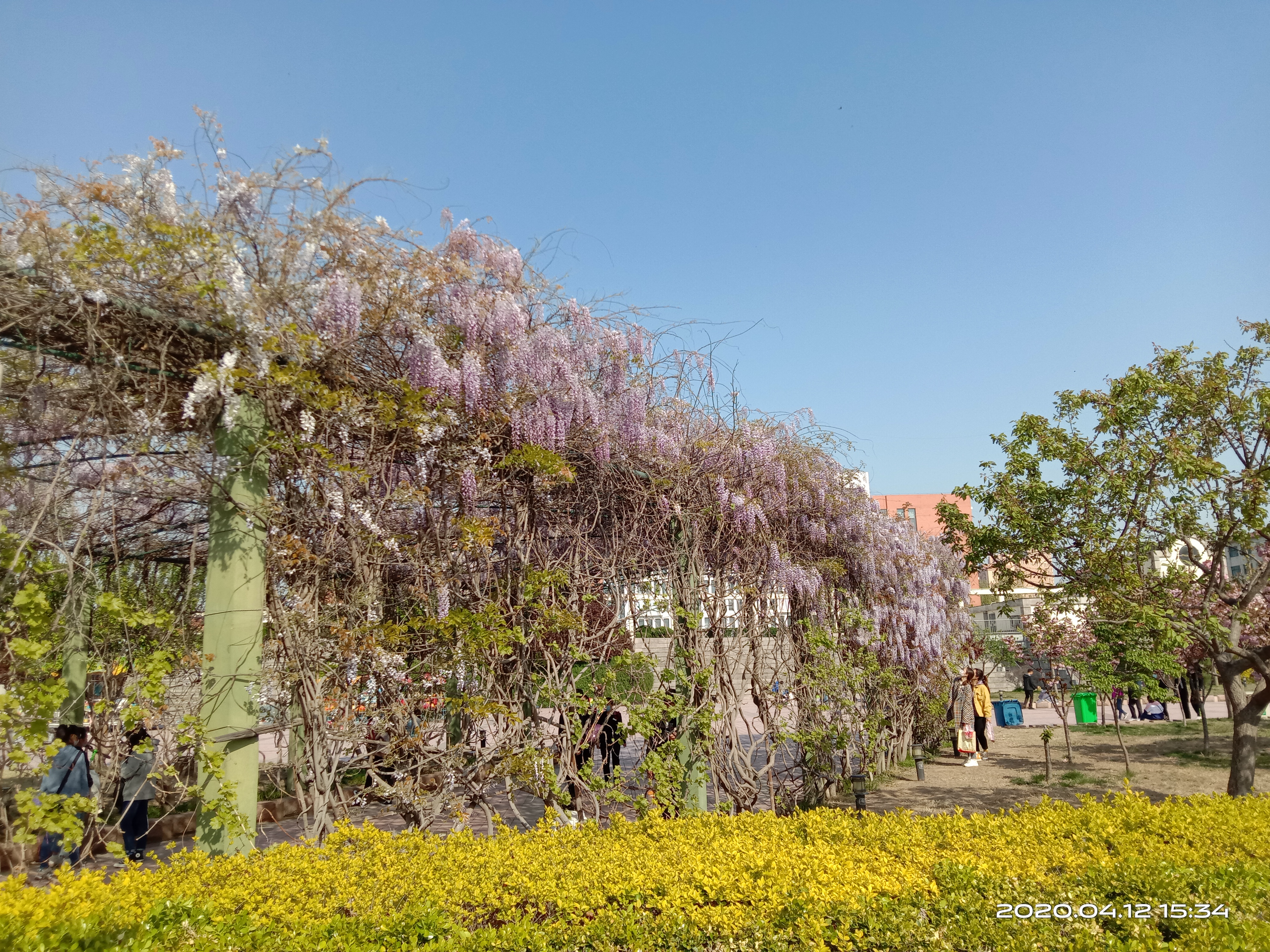 紫藤花和紫藤花的区别,中国紫藤花和日本紫藤花的区别