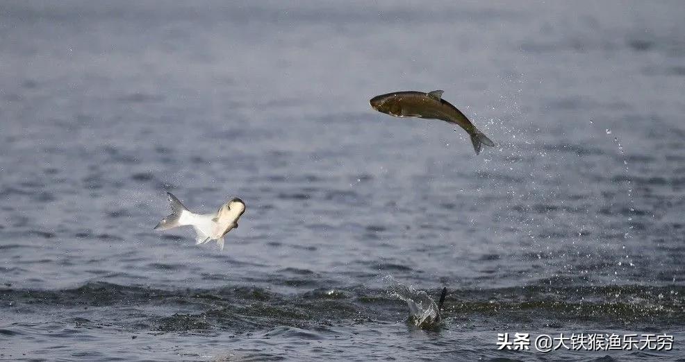 哪些东西诱鱼效果好用,真正的诱鱼神奇效果