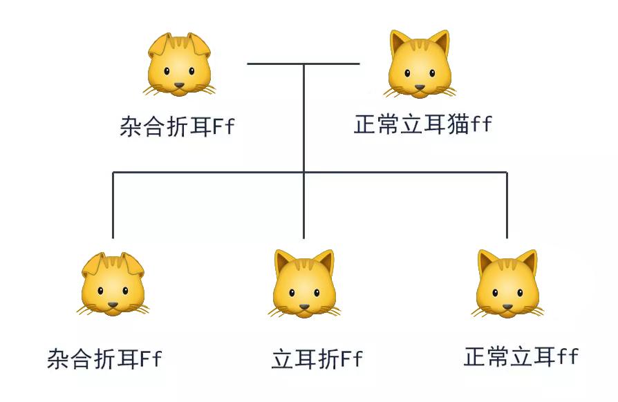 周扬青养的什么狗,周扬青呼吁不养折耳猫