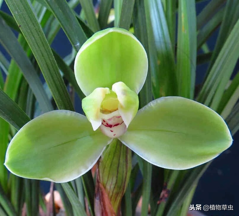 刚上盆的兰花叶子上有小黑点,兰花上盆时黑色的脏东西要清理吗