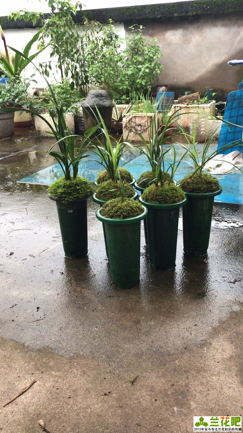 鍏拌姳浠锋牸鏆磋穼鍘熷洜鍒嗘瀽,鐤儏鏈熼棿鍏拌姳浠锋牸璧板娍