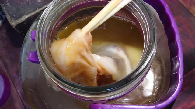 太岁是什么生物为什么很值钱,太岁是什么东西动物还是植物