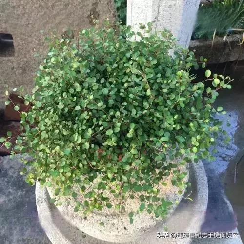 100种常见花卉植物图谱,100种花卉素描图谱