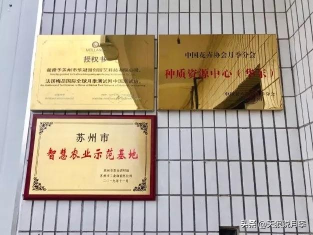 天狼月季起源,天狼月季是做什么的