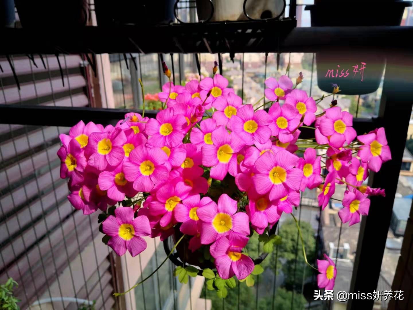 酢浆草种球品种图鉴大全,酢浆草种球品种图鉴