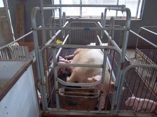 怎么确认*猪种**妊娠,预产期推算及分娩接产技术!