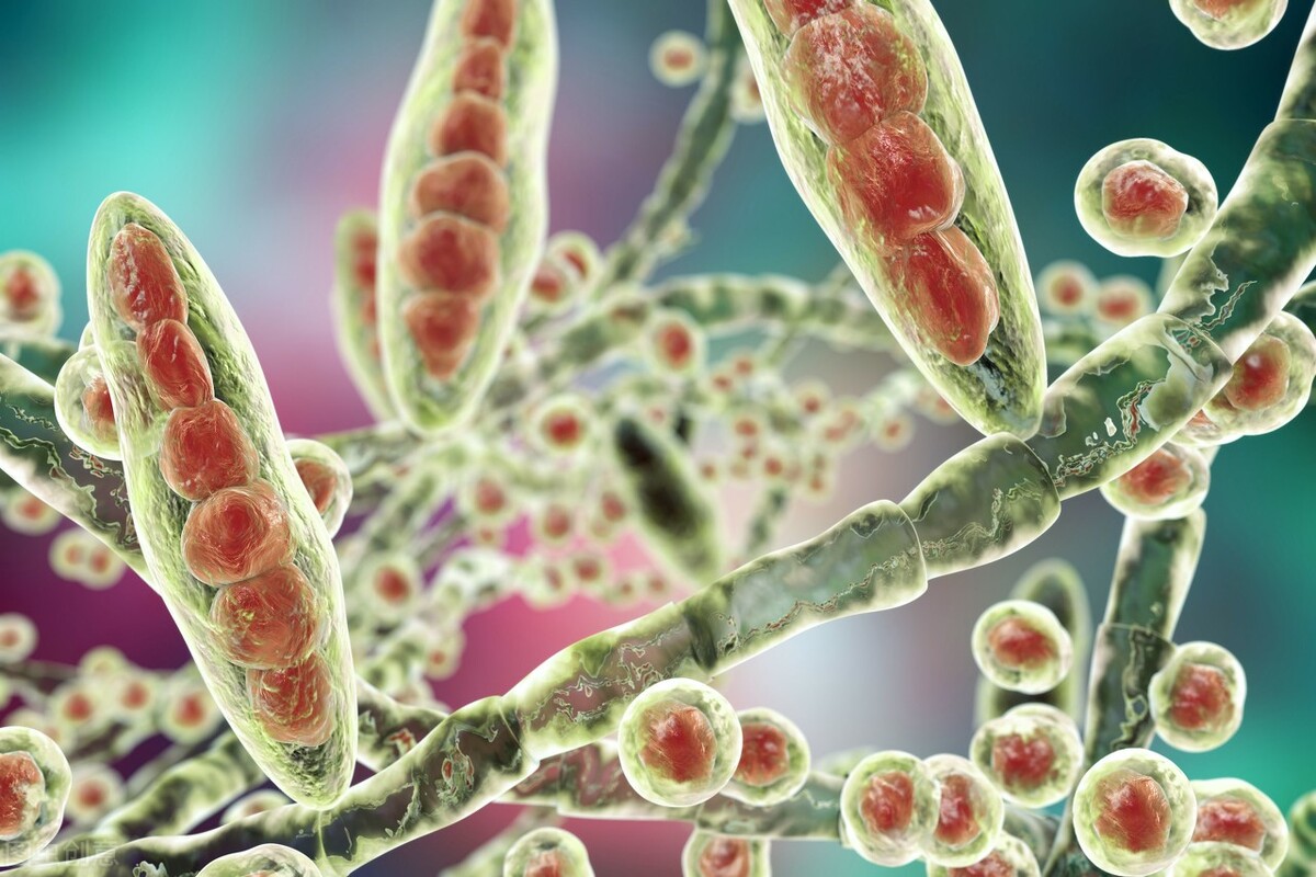 霉菌菌丝不小心吸入,霉菌无处不在