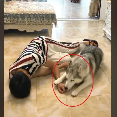 主人晕倒后狗狗的反应搞笑哈士奇,花1500块买了一只哈士奇