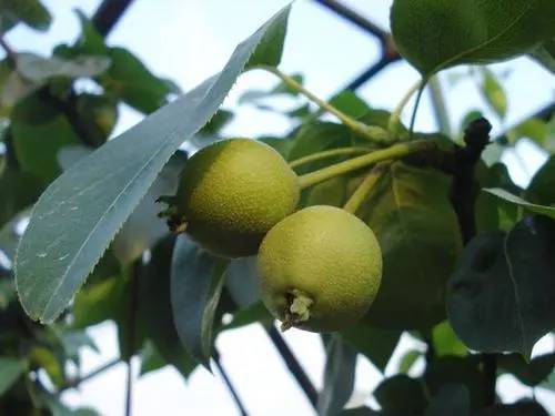 梨树周年栽培管理历,从清园萌芽到挂果采收,病虫管理和施肥方案