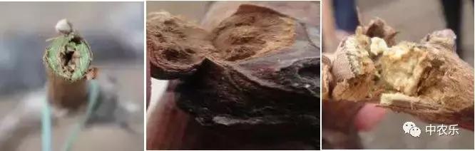 如何预防果树冻害,葡萄打什么药能预防冻害