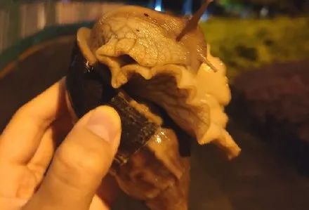 广州近期出现的变异蜗牛,深圳雨后巨型蜗牛