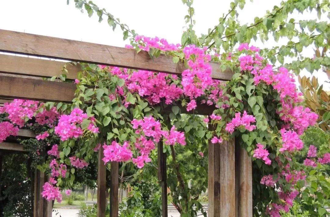 看到花的时候,不知是什么花?那就收下这份百花图谱