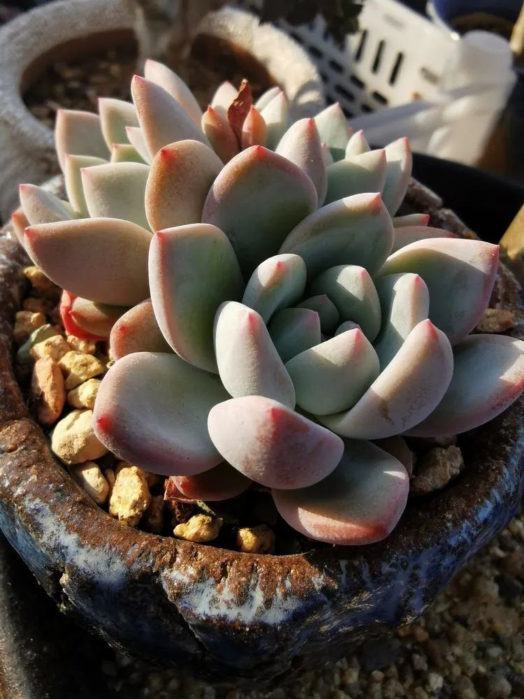 适合从小养到大的多肉,由小到大由浅入深