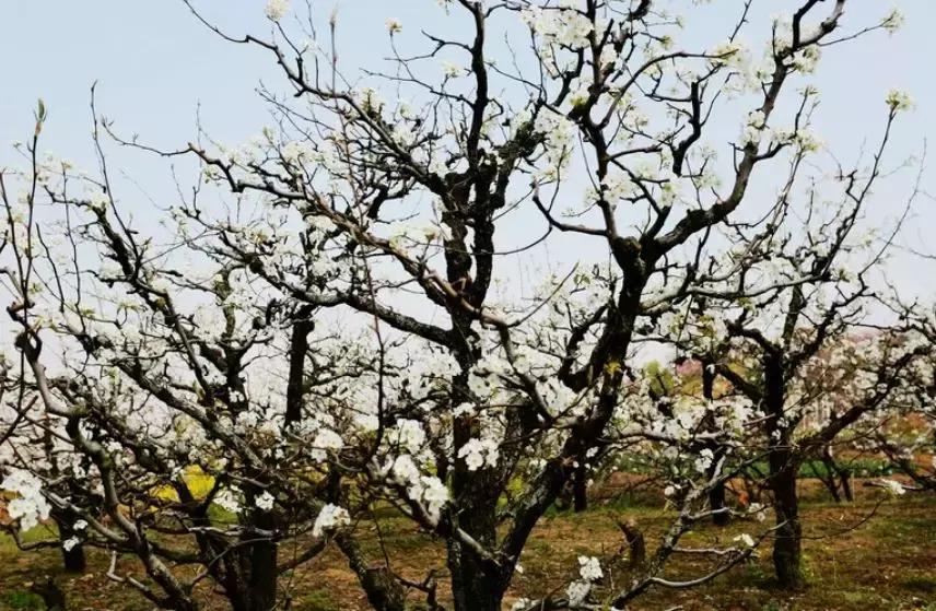 安徽春天去哪看花,安徽春天赏花攻略景点推荐