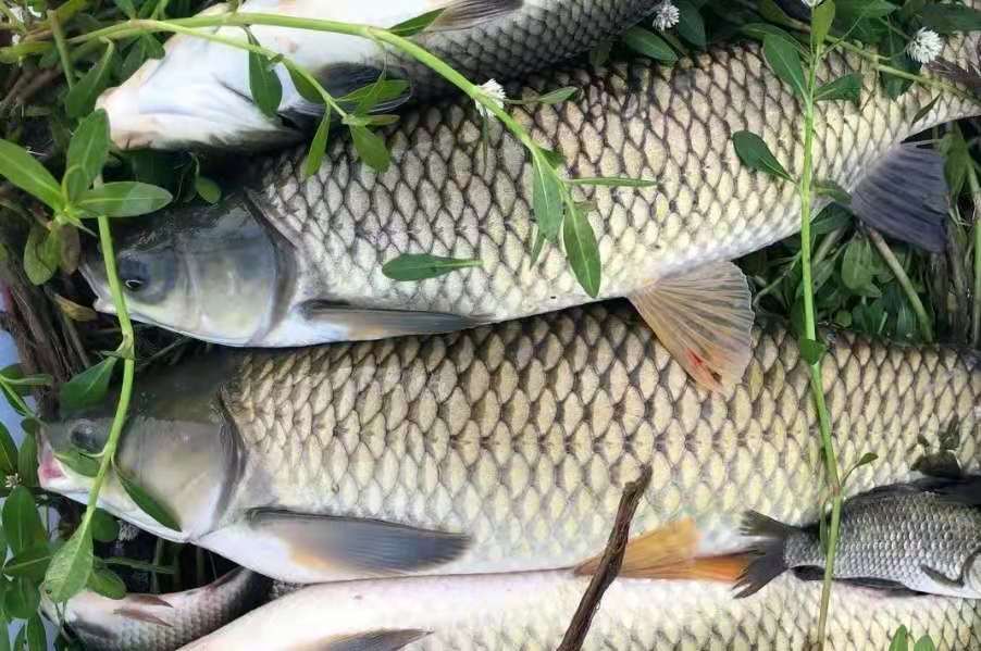 钓草鱼的时候竿子被拖下去怎么办,草鱼太大不好钓怎么办